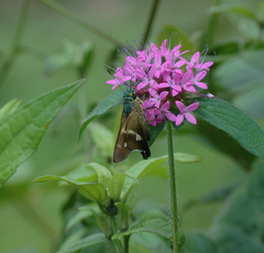 Niconiades incomptus