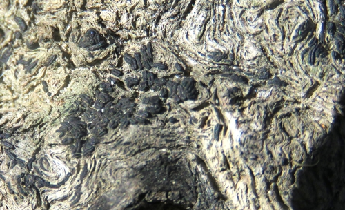Gloniopsis observed 2022-03-11