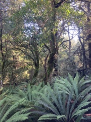 Griselinia littoralis