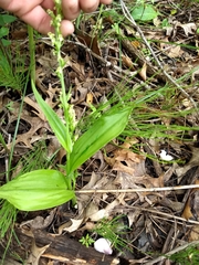 Platanthera flava herbiola