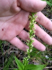 Platanthera flava herbiola