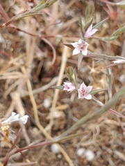 Polygonum californicum