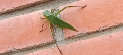 Orthoptera