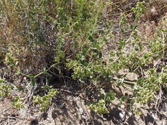 Mirabilis tenuiloba