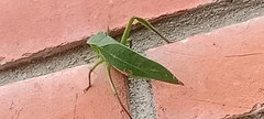 Orthoptera