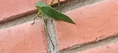 Orthoptera