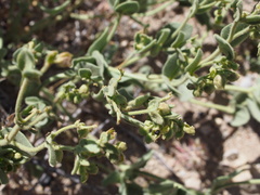 Mirabilis tenuiloba