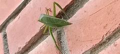 Orthoptera