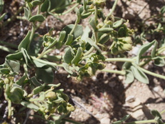 Mirabilis tenuiloba