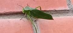 Orthoptera