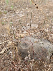 Polygonum californicum