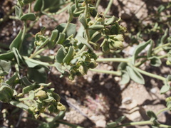 Mirabilis tenuiloba