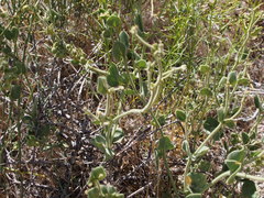 Mirabilis tenuiloba