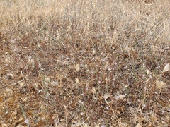 Polygonum californicum
