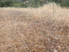 Polygonum californicum