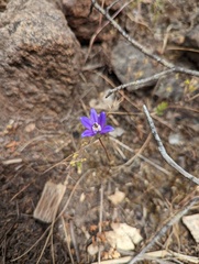 Brodiaea stellaris