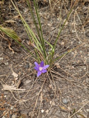 Brodiaea stellaris
