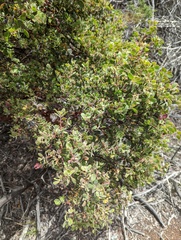 Arctostaphylos bakeri