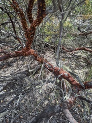 Arctostaphylos bakeri