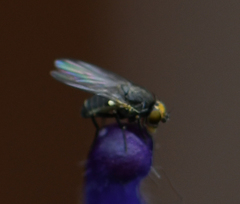 Phytomyza