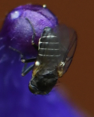 Phytomyza