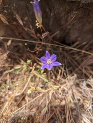 Brodiaea stellaris