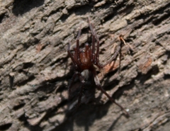 Anachemmis