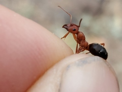 Formica sanguinea