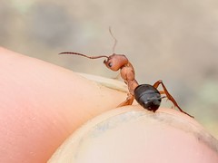 Formica sanguinea
