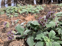 Phacelia hydrophylloides