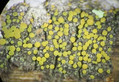 Caloplaca stanfordensis