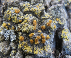 Caloplaca stanfordensis