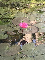 Nymphaea pubescens