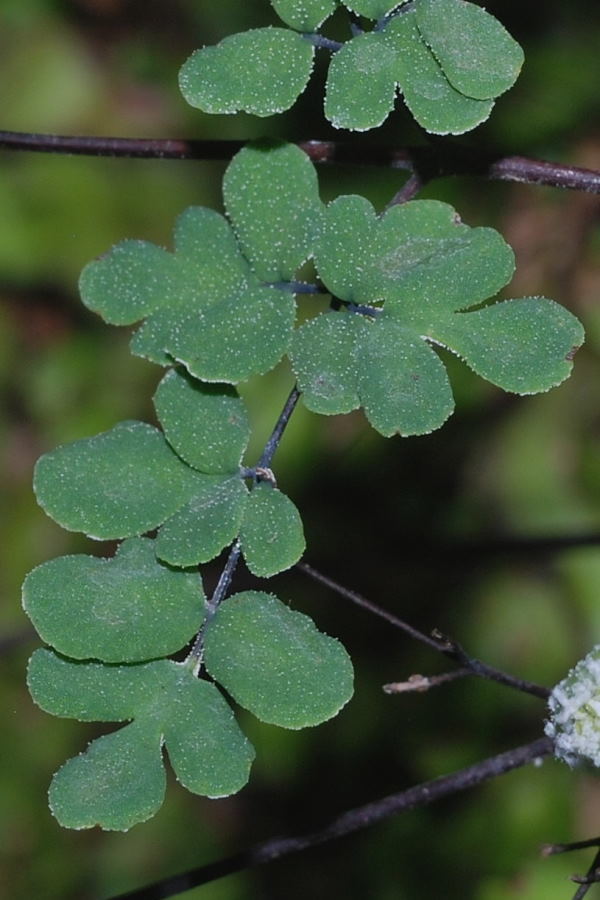 Argyrochosma incana