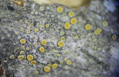 Caloplaca stanfordensis