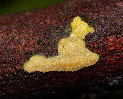 Trichoderma victoriense