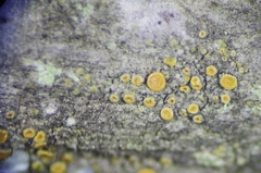 Caloplaca stanfordensis