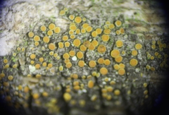 Caloplaca stanfordensis