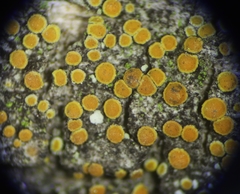 Caloplaca stanfordensis