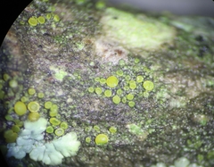 Caloplaca stanfordensis