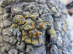 Caloplaca stanfordensis