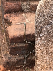 Dendrelaphis tristis