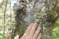 Heterodermia neglecta