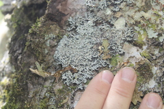 Heterodermia neglecta