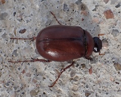 Phyllophaga farcta