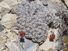 Eriogonum kennedyi