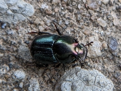 Onthophagus orpheus