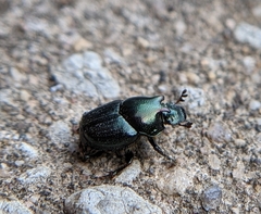 Onthophagus orpheus