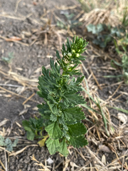 Teucrium cubense