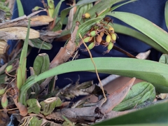 Maxillaria densa